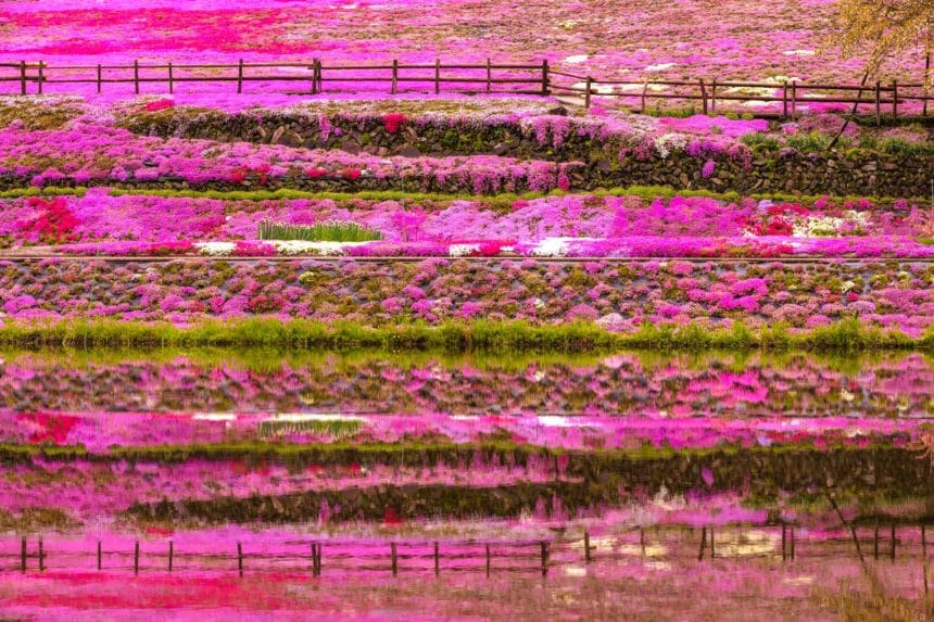 岐阜県郡上市 水面に美しく映り込む國田家の芝桜の絶景