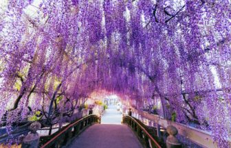福岡県柳川市 樹齢300年を超え県の天然記念物に指定されている中山熊野神社の中山の大藤