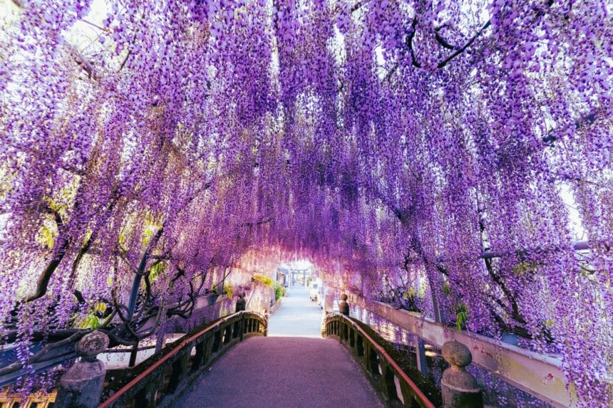 福岡県柳川市 樹齢300年を超え県の天然記念物に指定されている中山熊野神社の中山の大藤