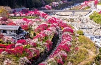 長野県阿智村 パッチワークな花桃の花で彩られる月川温泉郷「花桃の里」