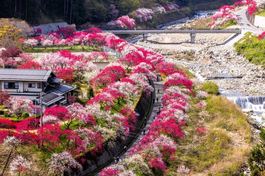 長野県阿智村 パッチワークな花桃の花で彩られる月川温泉郷「花桃の里」