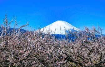 神奈川県小田原市 富士山を背景に咲く曽我梅林の白梅