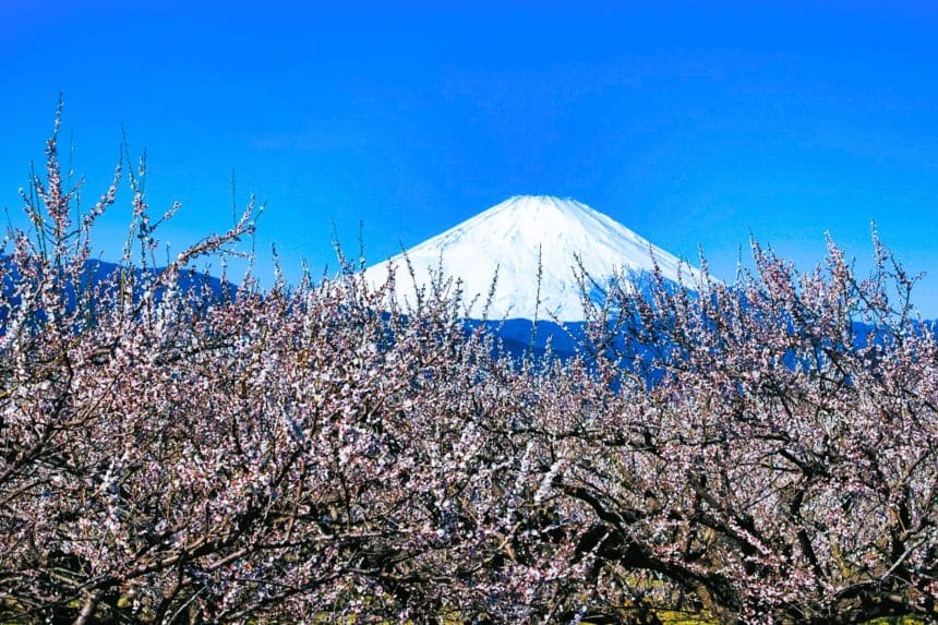 神奈川県小田原市 富士山を背景に咲く曽我梅林の白梅
