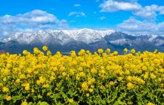 滋賀県守山市 第1なぎさ公園の菜の花畑と比良山系