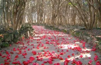 山口県萩市 笠山椿原生林の遊歩道を埋め尽くす落ち椿