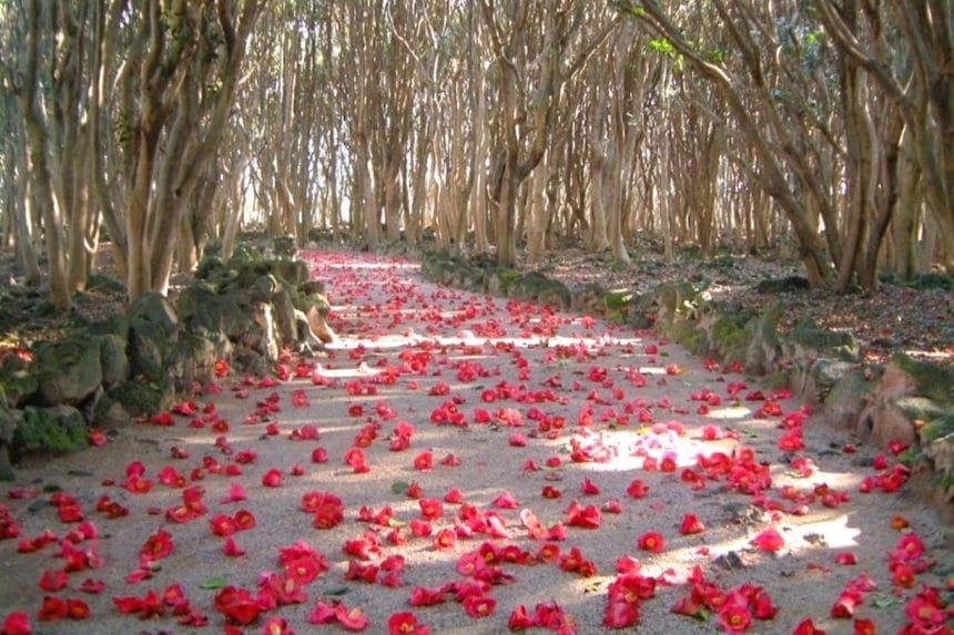山口県萩市 笠山椿原生林の遊歩道を埋め尽くす落ち椿