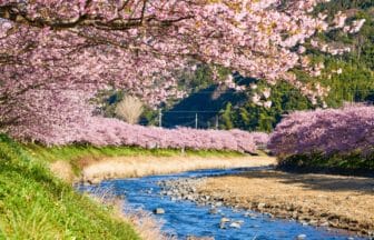静岡県河津町 川沿いに咲き誇る河津桜並木