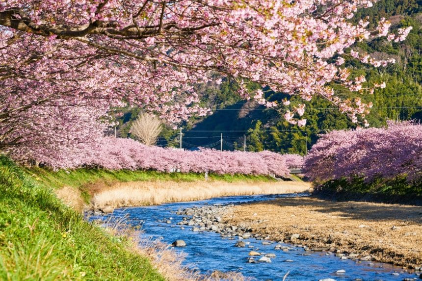 静岡県河津町 川沿いに咲き誇る河津桜並木