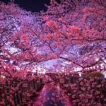 東京都目黒区中目黒 目黒川を彩る桜並木の幻想的なライトアップ