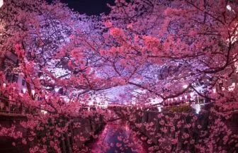 東京都目黒区中目黒 目黒川を彩る桜並木の幻想的なライトアップ