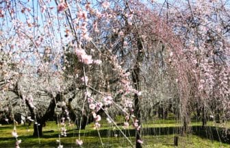 群馬県高崎市 箕郷梅林の満開のしだれ桜
