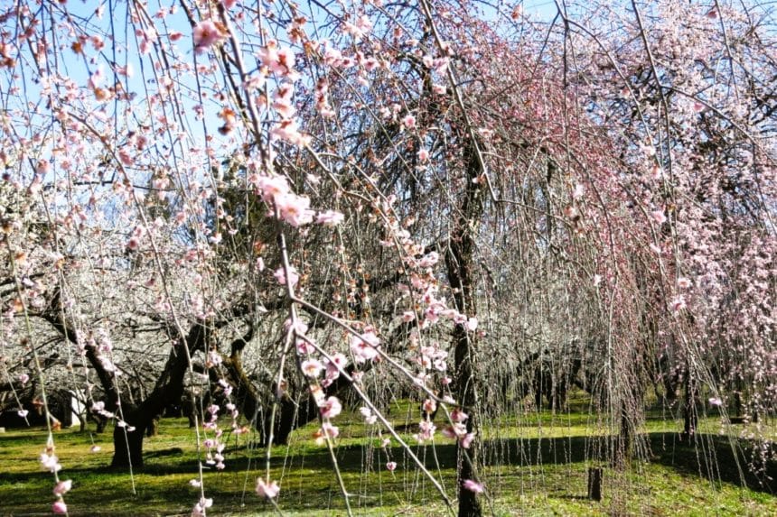 群馬県高崎市 箕郷梅林の満開のしだれ桜