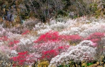 神奈川県湯河原町 幕山の岩壁を背景に咲き誇る湯河原梅林の絶景