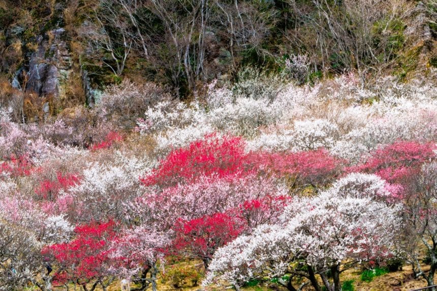 神奈川県湯河原町 幕山の岩壁を背景に咲き誇る湯河原梅林の絶景