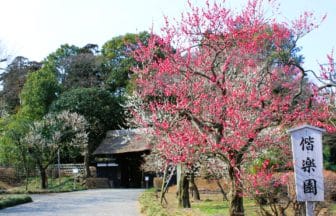 茨城県水戸市 偕楽園の表門の前に咲く満開の紅梅の花
