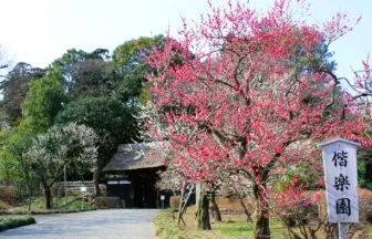 茨城県水戸市 偕楽園の表門の前に咲く満開の紅梅の花