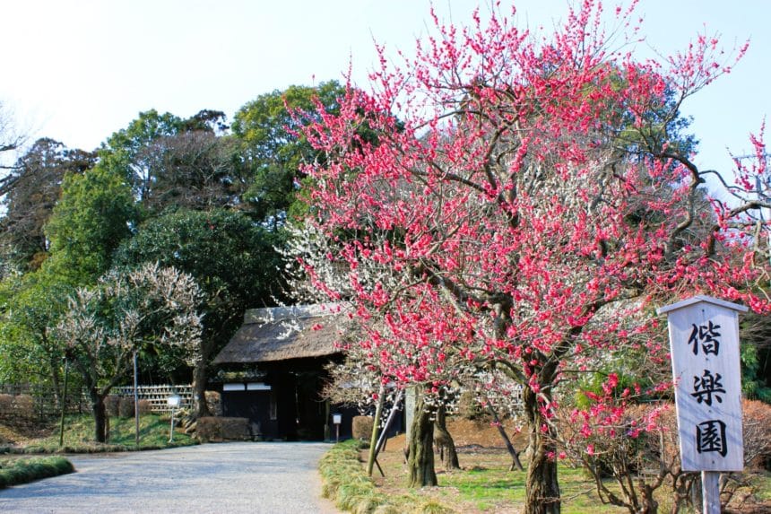 茨城県水戸市 偕楽園の表門の前に咲く満開の紅梅の花