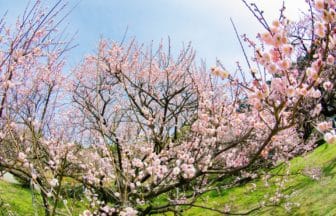 鹿児島県薩摩川内市 藤川天神 国天然記念物 臥龍梅が咲く境内の梅園の風景