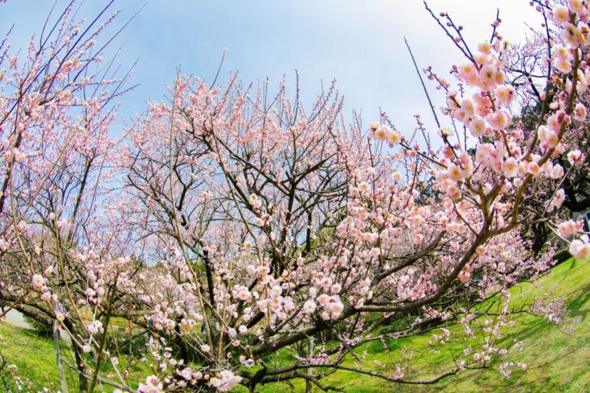 鹿児島県薩摩川内市 藤川天神 国天然記念物 臥龍梅が咲く境内の梅園の風景