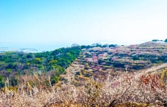 兵庫県たつの市 綾部山梅林 瀬戸内海を望む丘陵に広がる紅白の梅林の絶景