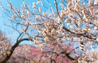 埼玉県越生町 越生梅林で見頃を迎えた梅の花