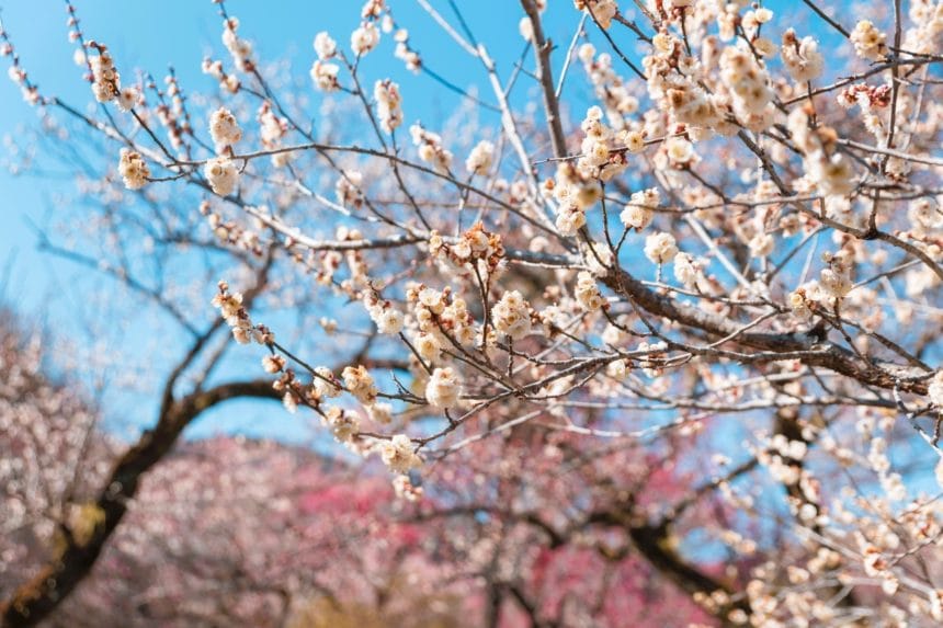 埼玉県越生町 越生梅林で見頃を迎えた梅の花