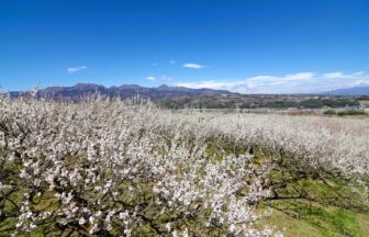 群馬県高崎市 ぐんま三大梅林のひとつである榛名梅林の満開の梅の花と絶景