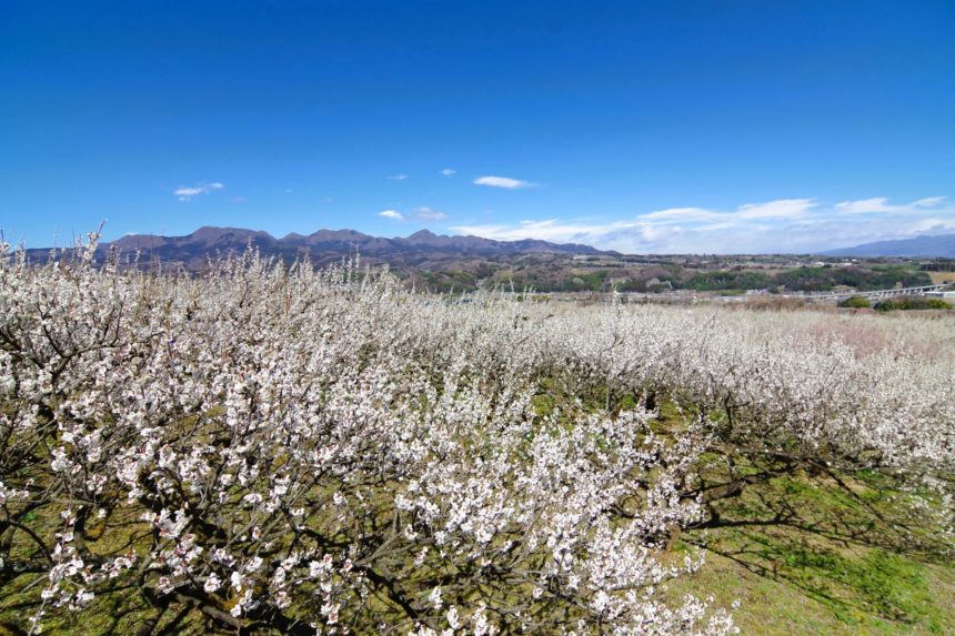 群馬県高崎市 ぐんま三大梅林のひとつである榛名梅林の満開の梅の花と絶景