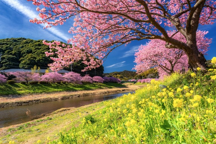 静岡県南伊豆町 みなみの桜と菜の花まつりの河津桜と菜の花が織りなす春のコントラスト