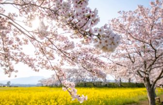奈良県橿原市 特別史跡である藤原宮跡に広がる満開の桜と黄色い菜の花畑