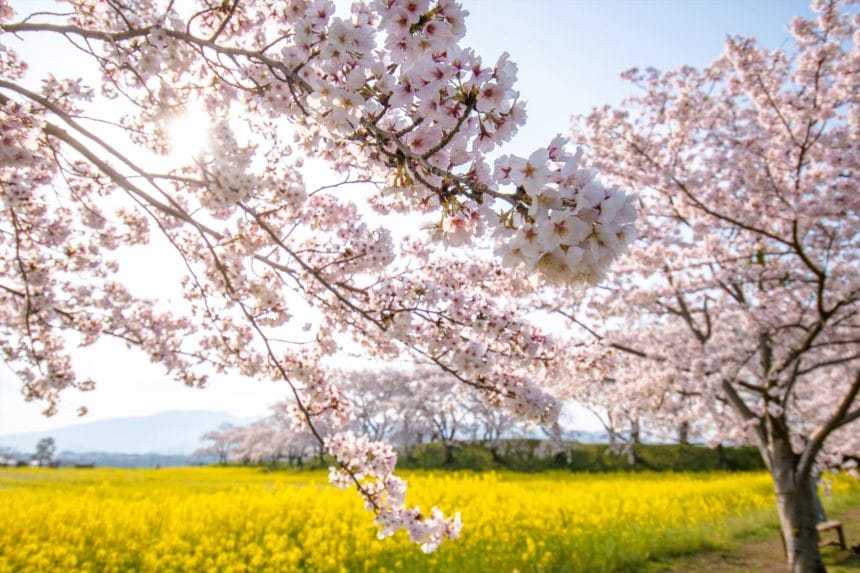 奈良県橿原市 特別史跡である藤原宮跡に広がる満開の桜と黄色い菜の花畑
