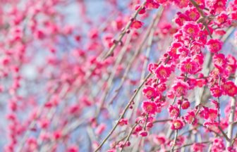 群馬県安中市 ぐんま三大梅林のひとつ・秋間梅林に咲き誇る満開の梅