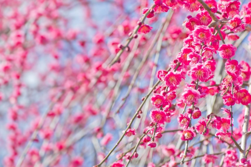 群馬県安中市 ぐんま三大梅林のひとつ・秋間梅林に咲き誇る満開の梅