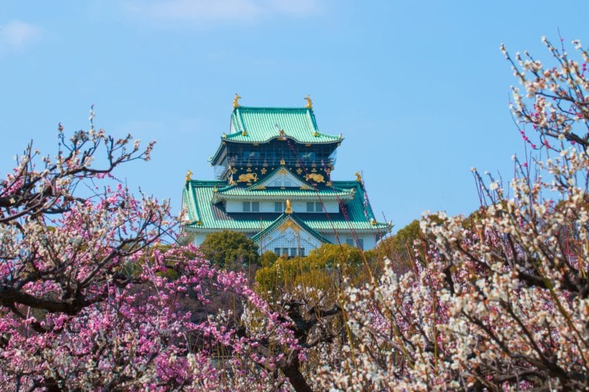 大阪市中央区 大阪城天守閣を背景に梅が咲き誇る大阪城梅林の絶景