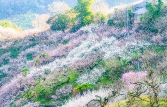 奈良県五條市 賀名生梅林で山の斜面に梅の花が広がる早春の風景