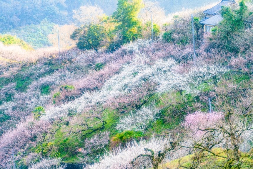 奈良県五條市 賀名生梅林で山の斜面に梅の花が広がる早春の風景