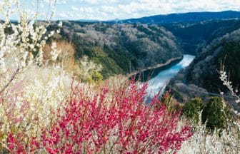 奈良県奈良市 月ヶ瀬梅林 名張川の渓谷と梅の花を望む絶景