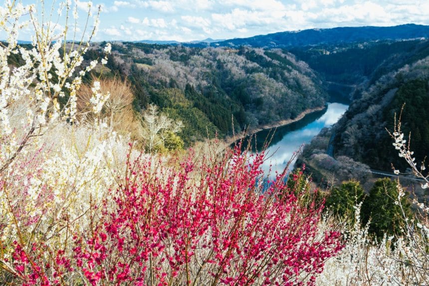 奈良県奈良市 月ヶ瀬梅林 名張川の渓谷と梅の花を望む絶景