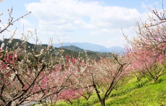 奈良県下市町 奈良三大梅林のひとつである広橋梅林に咲き誇る満開の梅