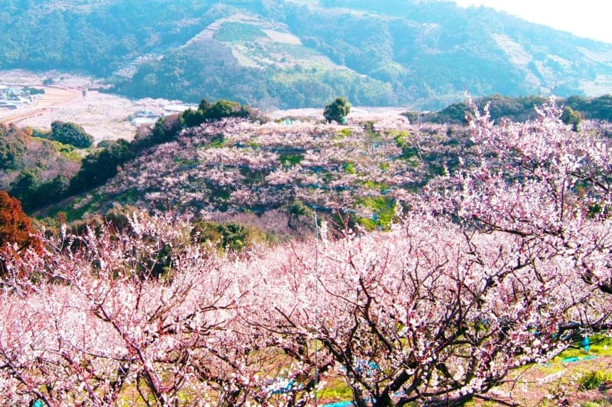 和歌山県みなべ町 南部梅林 山一面に広がる白梅と里山の観梅風景