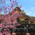 京都市上京区 北野天満宮の社殿と満開の梅