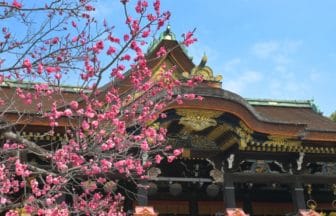 京都市上京区 北野天満宮の社殿と満開の梅