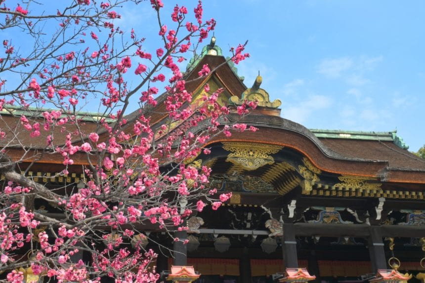 京都市上京区 北野天満宮の社殿と満開の梅