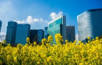 東京都中央区 浜離宮恩賜庭園の高層ビル群を背景に咲き誇る約30万本の菜の花の絶景