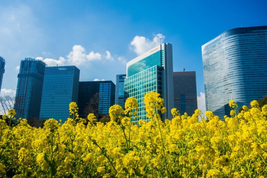東京都中央区 浜離宮恩賜庭園の高層ビル群を背景に咲き誇る約30万本の菜の花の絶景