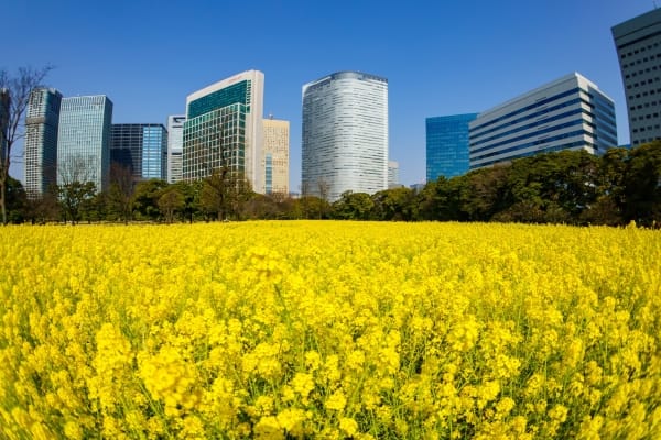 東京都中央区 浜離宮恩賜庭園の高層ビル群を背景に咲き誇る菜の花の絶景