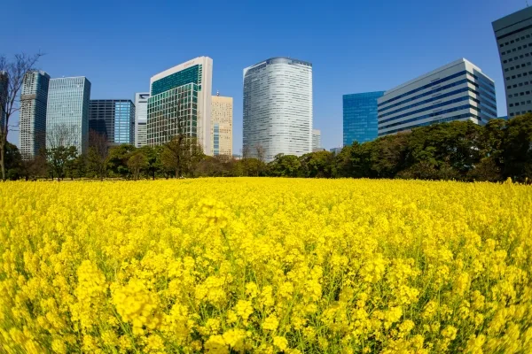 東京都中央区 浜離宮恩賜庭園の高層ビル群を背景に咲き誇る菜の花の絶景