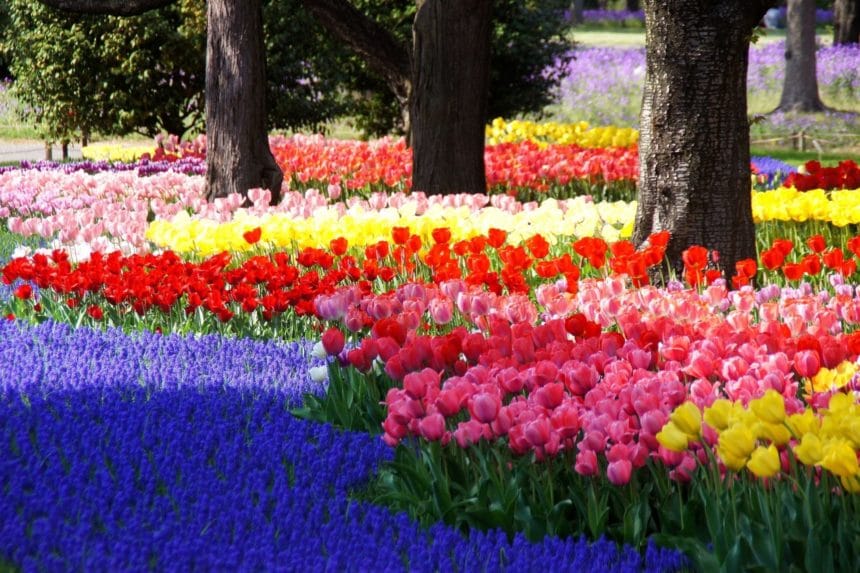 東京都立川市 国営昭和記念公園の渓流広場に咲き誇る色とりどりのチューリップ