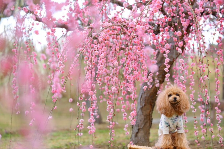 三重県津市 かざはやの里に咲き誇る満開のしだれ梅