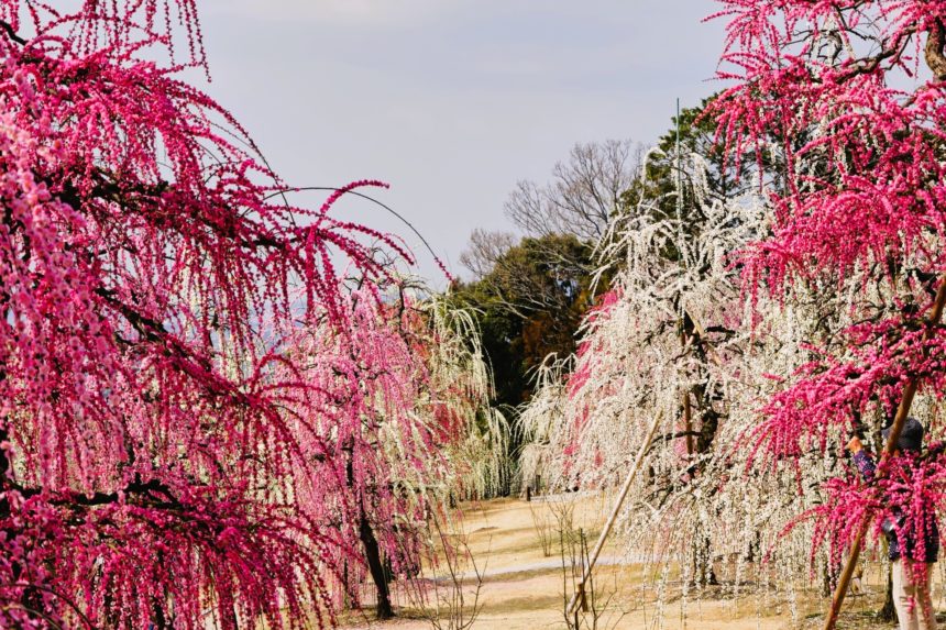 京都府宇治市 三室戸寺のしだれ梅園で満開を迎えた色鮮やかなしだれ梅